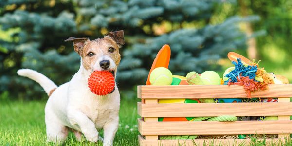 jack russell terrier dog fetching red ball